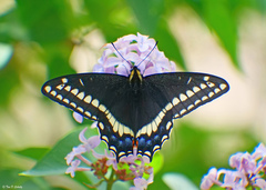 Papilio indra
