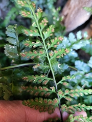 Asplenium billotii