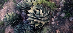 Agave shawii shawii