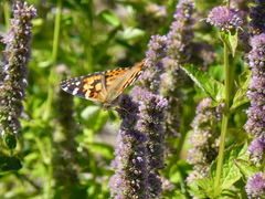 Vanessa cardui