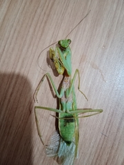 Hierodula venosa