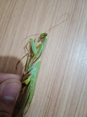 Hierodula venosa