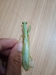 Hierodula venosa
