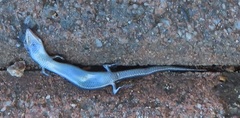 Panaspis wahlbergii