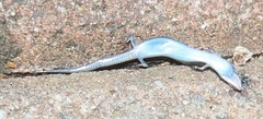 Panaspis wahlbergii