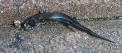 Panaspis wahlbergii