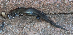 Panaspis wahlbergii