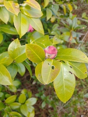 Camellia japonica
