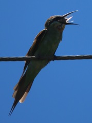 Merops persicus persicus