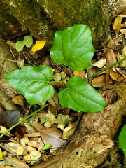 Lardizabala biternata