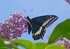 Papilio indra
