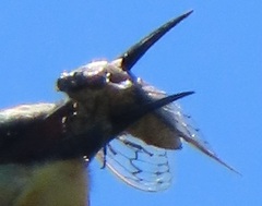 Oxypleura lenihani