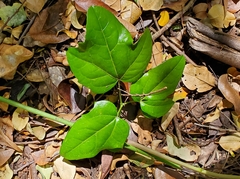 Lardizabala biternata