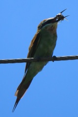 Merops persicus persicus