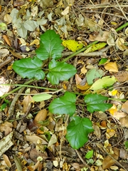 Lardizabala biternata