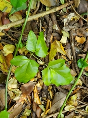 Lardizabala biternata