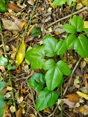 Lardizabala biternata