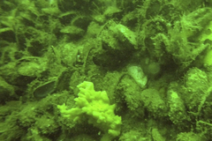 Clathria prolifera