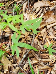Dioscorea brachybotrya
