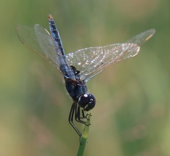 Urothemis edwardsii