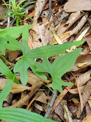 Dioscorea brachybotrya