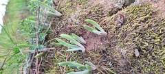 Dudleya attenuata × edulis