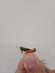Caryanda spuria