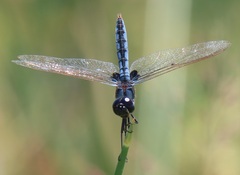 Urothemis edwardsii
