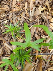 Dioscorea brachybotrya