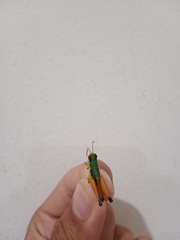 Caryanda spuria