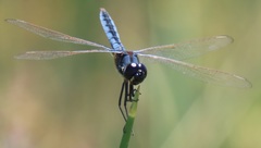 Urothemis edwardsii
