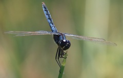 Urothemis edwardsii