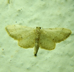 Idaea efflorata