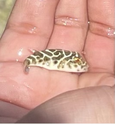 Checkered puffer (Sphoeroides testudineus) — Tetraodontidae — 3
