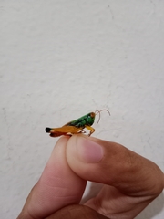 Caryanda spuria