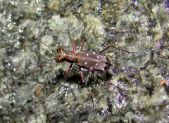 Cylindera collicia