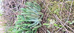 Dudleya attenuata × edulis
