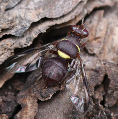 Didacus ciliatus