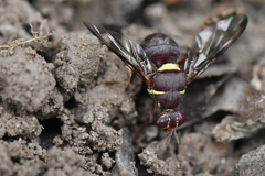 Didacus ciliatus
