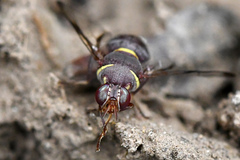 Didacus ciliatus