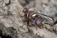 Didacus ciliatus