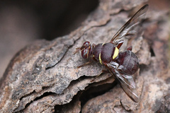 Didacus ciliatus