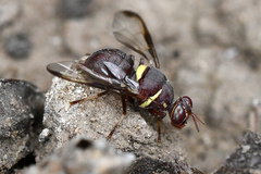 Didacus ciliatus