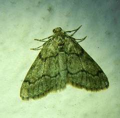 Tephronia sepiaria