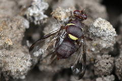 Didacus ciliatus