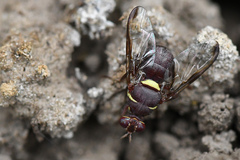 Didacus ciliatus