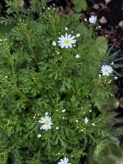 Argyranthemum