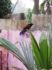 Centropus sinensis parroti