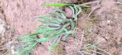 Dudleya attenuata × edulis