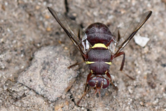 Didacus ciliatus